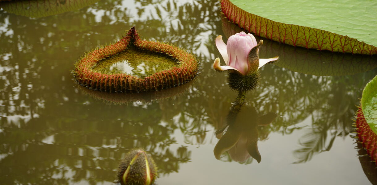 Un petit bain de nature...à 2 pas de la ville