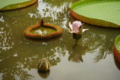 Un petit bain de nature...à 2 pas de la ville