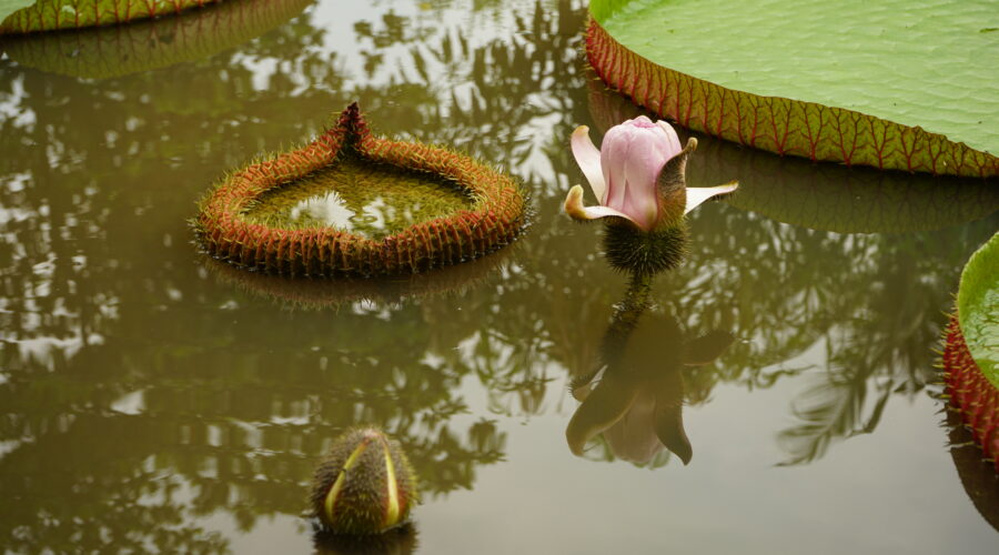 Un petit bain de nature...à 2 pas de la ville